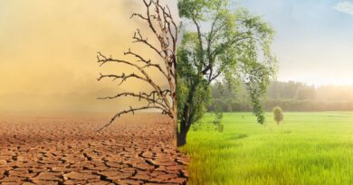Ambition climatique de l’Union Européenne un arbre entre une terre brulée et une terre verdoyante
