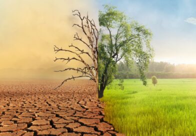 un arbre entre une terre brulée et une terre verdoyante